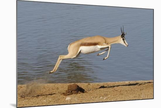 Springbok (Antidorcas marsupialis) adult, leaping beside waterhole, Etosha , Kunene-Shem Compion-Mounted Photographic Print