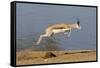 Springbok (Antidorcas marsupialis) adult, leaping beside waterhole, Etosha , Kunene-Shem Compion-Framed Stretched Canvas
