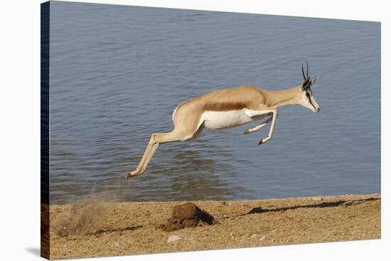 Springbok (Antidorcas marsupialis) adult, leaping beside waterhole, Etosha , Kunene-Shem Compion-Stretched Canvas