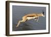 Springbok (Antidorcas marsupialis) adult, leaping beside waterhole, Etosha , Kunene-Shem Compion-Framed Photographic Print