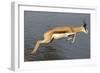 Springbok (Antidorcas marsupialis) adult, leaping beside waterhole, Etosha , Kunene-Shem Compion-Framed Photographic Print