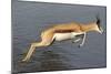 Springbok (Antidorcas marsupialis) adult, leaping beside waterhole, Etosha , Kunene-Shem Compion-Mounted Photographic Print