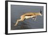 Springbok (Antidorcas marsupialis) adult, leaping beside waterhole, Etosha , Kunene-Shem Compion-Framed Photographic Print