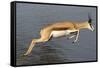 Springbok (Antidorcas marsupialis) adult, leaping beside waterhole, Etosha , Kunene-Shem Compion-Framed Stretched Canvas