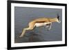 Springbok (Antidorcas marsupialis) adult, leaping beside waterhole, Etosha , Kunene-Shem Compion-Framed Photographic Print