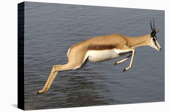 Springbok (Antidorcas marsupialis) adult, leaping beside waterhole, Etosha , Kunene-Shem Compion-Stretched Canvas