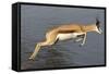 Springbok (Antidorcas marsupialis) adult, leaping beside waterhole, Etosha , Kunene-Shem Compion-Framed Stretched Canvas