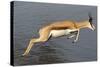 Springbok (Antidorcas marsupialis) adult, leaping beside waterhole, Etosha , Kunene-Shem Compion-Stretched Canvas