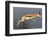 Springbok (Antidorcas marsupialis) adult, leaping beside waterhole, Etosha , Kunene-Shem Compion-Framed Photographic Print