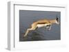 Springbok (Antidorcas marsupialis) adult, leaping beside waterhole, Etosha , Kunene-Shem Compion-Framed Photographic Print