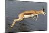 Springbok (Antidorcas marsupialis) adult, leaping beside waterhole, Etosha , Kunene-Shem Compion-Mounted Photographic Print