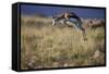 Springbok (Antidorcas Marsupialis) Buck Springing or Jumping-James Hager-Framed Stretched Canvas