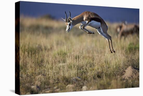 Springbok (Antidorcas Marsupialis) Buck Springing or Jumping-James Hager-Stretched Canvas