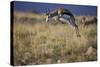 Springbok (Antidorcas Marsupialis) Buck Springing or Jumping-James Hager-Stretched Canvas