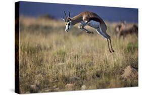 Springbok (Antidorcas Marsupialis) Buck Springing or Jumping-James Hager-Stretched Canvas