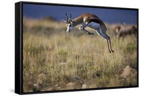 Springbok (Antidorcas Marsupialis) Buck Springing or Jumping-James Hager-Framed Stretched Canvas