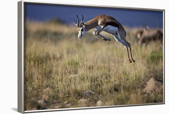 Springbok (Antidorcas Marsupialis) Buck Springing or Jumping-James Hager-Framed Photographic Print