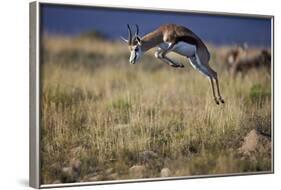 Springbok (Antidorcas Marsupialis) Buck Springing or Jumping-James Hager-Framed Photographic Print