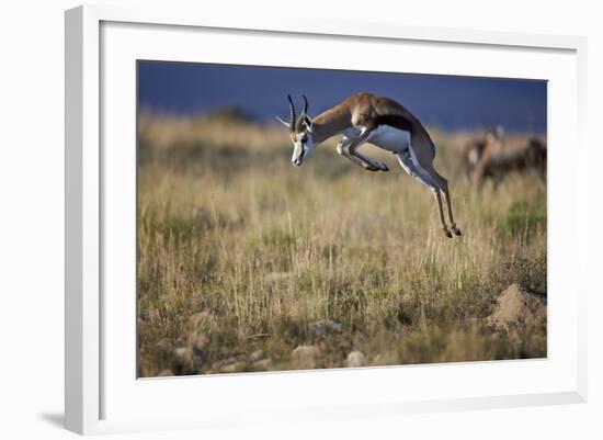 Springbok (Antidorcas Marsupialis) Buck Springing or Jumping-James Hager-Framed Photographic Print