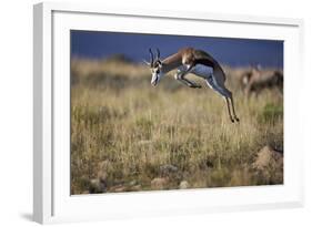 Springbok (Antidorcas Marsupialis) Buck Springing or Jumping-James Hager-Framed Photographic Print