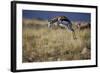 Springbok (Antidorcas Marsupialis) Buck Springing or Jumping-James Hager-Framed Photographic Print