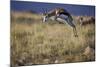 Springbok (Antidorcas Marsupialis) Buck Springing or Jumping-James Hager-Mounted Photographic Print