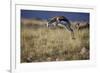 Springbok (Antidorcas Marsupialis) Buck Springing or Jumping-James Hager-Framed Photographic Print