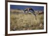 Springbok (Antidorcas Marsupialis) Buck Springing or Jumping-James Hager-Framed Photographic Print