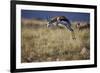 Springbok (Antidorcas Marsupialis) Buck Springing or Jumping-James Hager-Framed Photographic Print