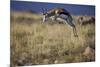 Springbok (Antidorcas Marsupialis) Buck Springing or Jumping-James Hager-Mounted Photographic Print