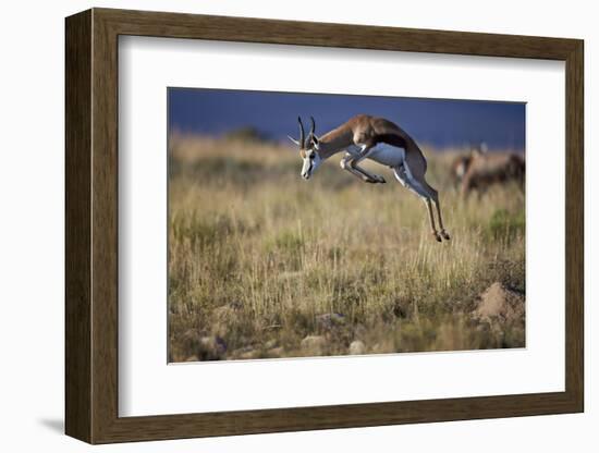 Springbok (Antidorcas Marsupialis) Buck Springing or Jumping-James Hager-Framed Photographic Print