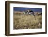 Springbok (Antidorcas Marsupialis) Buck Springing or Jumping-James Hager-Framed Photographic Print