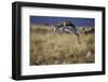 Springbok (Antidorcas Marsupialis) Buck Springing or Jumping-James Hager-Framed Photographic Print