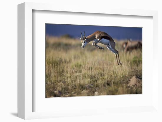 Springbok (Antidorcas Marsupialis) Buck Springing or Jumping-James Hager-Framed Photographic Print