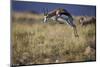 Springbok (Antidorcas Marsupialis) Buck Springing or Jumping-James Hager-Mounted Photographic Print