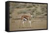 Springbok (Antidorcas Marsupialis) Buck-James Hager-Framed Stretched Canvas