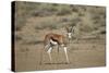 Springbok (Antidorcas Marsupialis) Buck-James Hager-Stretched Canvas