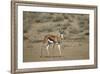 Springbok (Antidorcas Marsupialis) Buck-James Hager-Framed Photographic Print