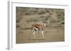 Springbok (Antidorcas Marsupialis) Buck-James Hager-Framed Photographic Print