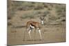 Springbok (Antidorcas Marsupialis) Buck-James Hager-Mounted Photographic Print