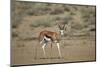 Springbok (Antidorcas Marsupialis) Buck-James Hager-Mounted Photographic Print