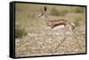 Springbok (Antidorcas marsupialis) calf running, Kgalagadi Transfrontier Park, South Africa, Africa-James Hager-Framed Stretched Canvas