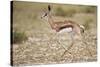 Springbok (Antidorcas marsupialis) calf running, Kgalagadi Transfrontier Park, South Africa, Africa-James Hager-Stretched Canvas