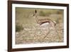 Springbok (Antidorcas marsupialis) calf running, Kgalagadi Transfrontier Park, South Africa, Africa-James Hager-Framed Photographic Print