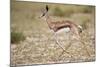 Springbok (Antidorcas marsupialis) calf running, Kgalagadi Transfrontier Park, South Africa, Africa-James Hager-Mounted Photographic Print