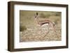 Springbok (Antidorcas marsupialis) calf running, Kgalagadi Transfrontier Park, South Africa, Africa-James Hager-Framed Photographic Print