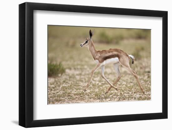 Springbok (Antidorcas marsupialis) calf running, Kgalagadi Transfrontier Park, South Africa, Africa-James Hager-Framed Photographic Print