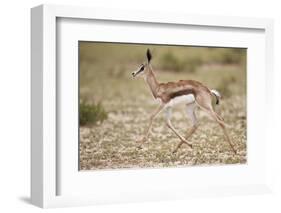 Springbok (Antidorcas marsupialis) calf running, Kgalagadi Transfrontier Park, South Africa, Africa-James Hager-Framed Photographic Print