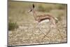 Springbok (Antidorcas marsupialis) calf running, Kgalagadi Transfrontier Park, South Africa, Africa-James Hager-Mounted Photographic Print