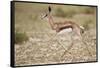 Springbok (Antidorcas marsupialis) calf running, Kgalagadi Transfrontier Park, South Africa, Africa-James Hager-Framed Stretched Canvas